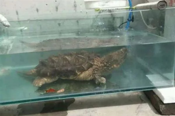 鳄龟精神不佳不吃东西的原因,可能是生病了或水温太低所致