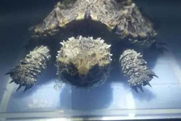 鳄龟精神不佳不吃东西的原因,可能是生病了或水温太低所致