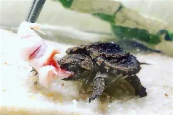 鳄龟精神不佳不吃东西的原因,可能是生病了或水温太低所致
