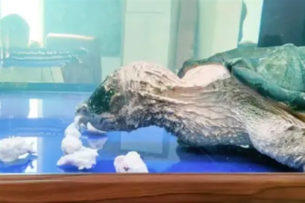 鳄龟精神不佳不吃东西的原因,可能是生病了或水温太低所致
