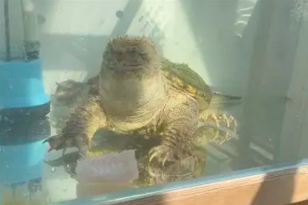 鳄龟精神不佳不吃东西的原因,可能是生病了或水温太低所致
