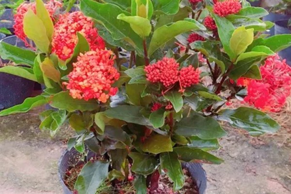 龙船花的花期持续时间，通常可以开放2个月左右