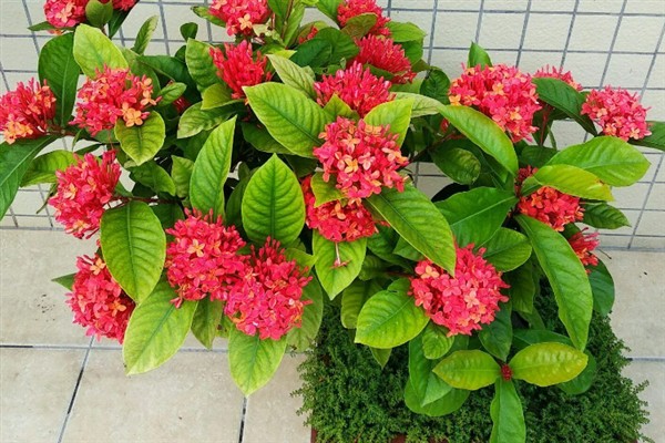 龙船花的花期持续时间，通常可以开放2个月左右