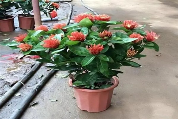 龙船花的花期持续时间，通常可以开放2个月左右