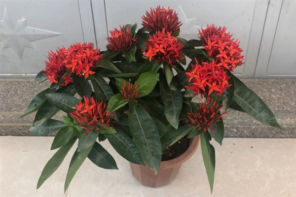 龙船花的花期持续时间，通常可以开放2个月左右