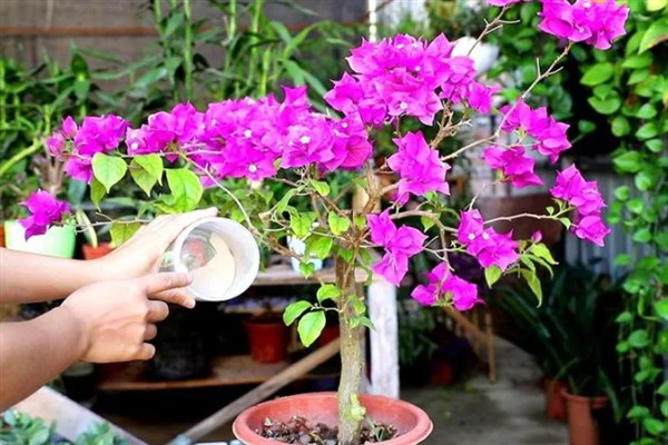 三角梅有哪些生长时期，分为新苗期、生长期、开花期和休眠期