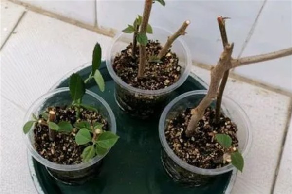 三角梅有哪些生长时期，分为新苗期、生长期、开花期和休眠期