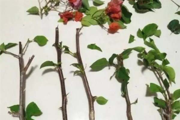 三角梅有哪些生长时期，分为新苗期、生长期、开花期和休眠期