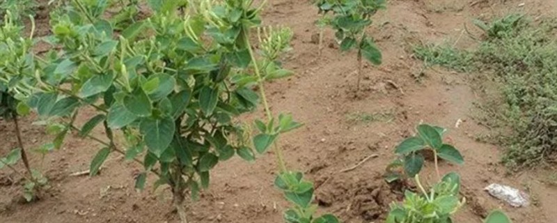 金银花适合在哪里种植，适合种植在山坡灌丛或疏林中