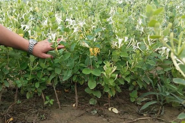 金银花适合在哪里种植，适合种植在山坡灌丛或疏林中