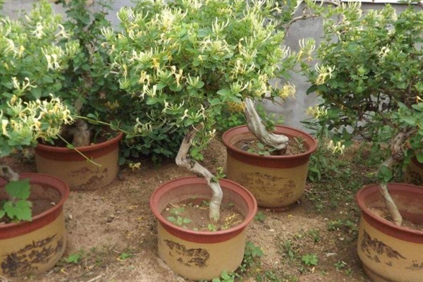 金银花适合在哪里种植，适合种植在山坡灌丛或疏林中
