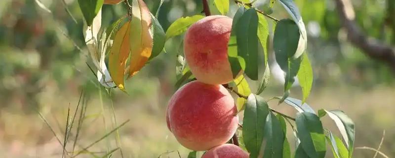 金秋红蜜桃的价格，一斤需要2-3.5元左右