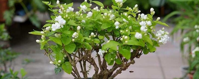 茉莉花什么时候换盆，3-4月份和冬季休眠期均可更换