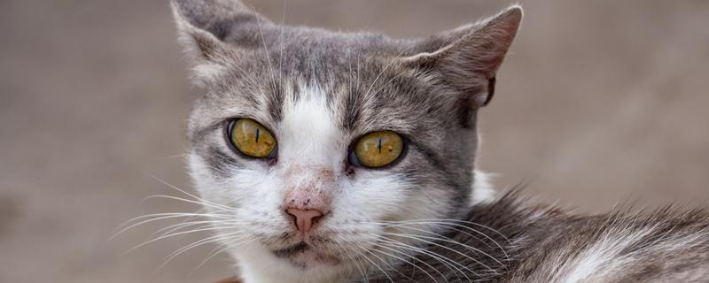 猫瞳孔为什么会变大变小，会因为不同的心情而改变