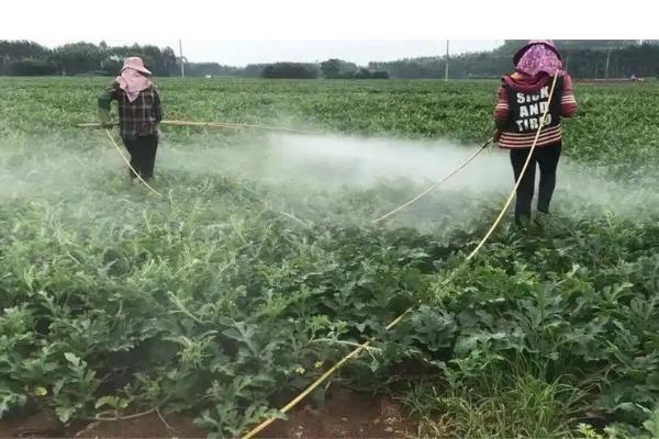 西瓜怎么人工授粉，需要先分辨雌雄