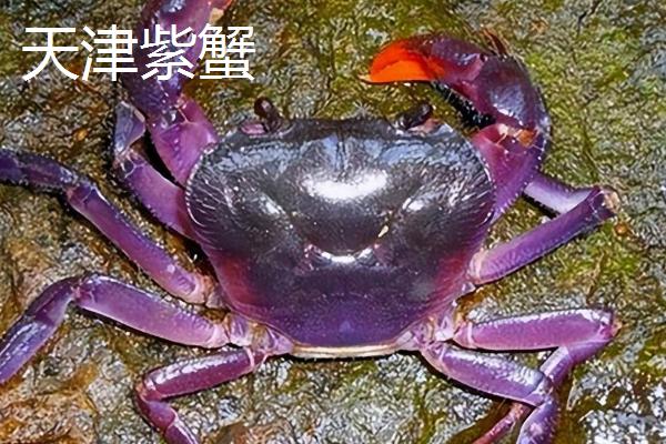 挑选螃蟹的方法，蟹足圆润鼓胀有弹性代表很肥美