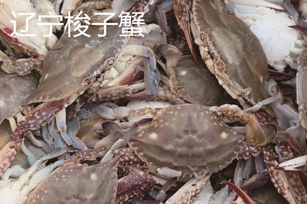 挑选螃蟹的方法，蟹足圆润鼓胀有弹性代表很肥美