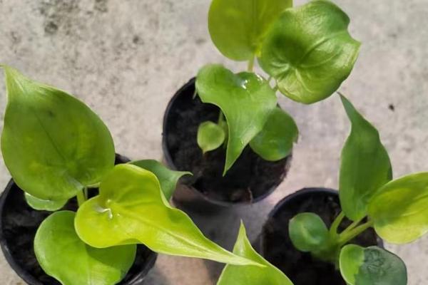 滴水观音有没有毒，其根茎、叶片中的汁液都有毒