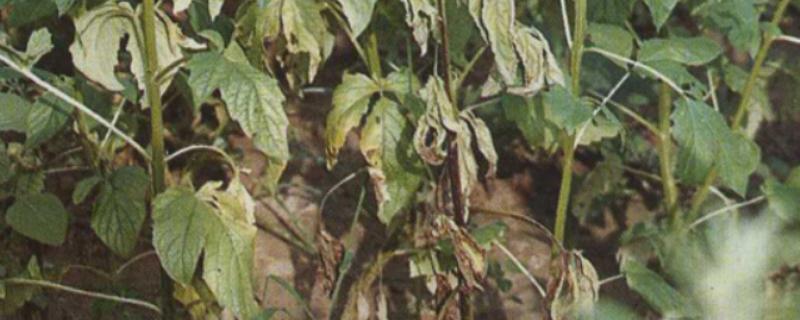 芝麻叶枯病发病症状，叶柄、茎染病会产生菱形斑