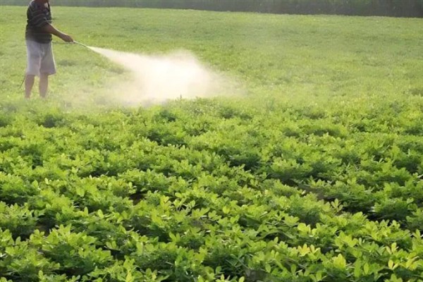 夏花生苗期管理方法，出现害虫可喷施吡虫啉等药物