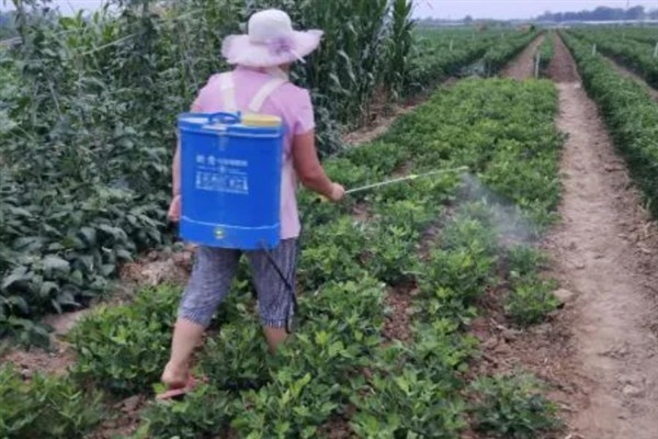 夏花生苗期管理方法，出现害虫可喷施吡虫啉等药物