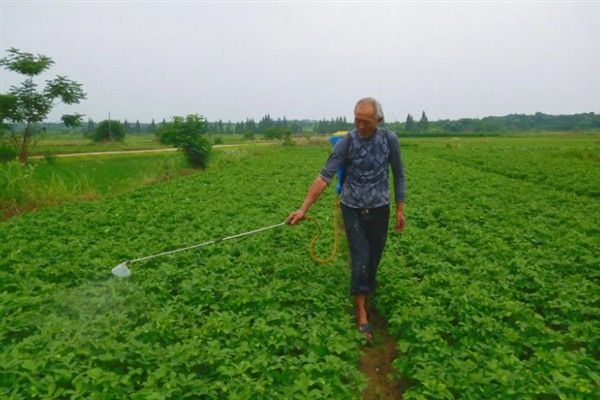 夏花生苗期管理方法，出现害虫可喷施吡虫啉等药物