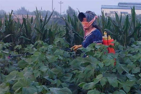 辣椒地怎么除草，生长期除草用吡氟氯禾灵乳油