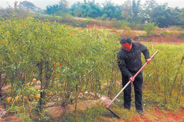 辣椒地怎么除草，生长期除草用吡氟氯禾灵乳油