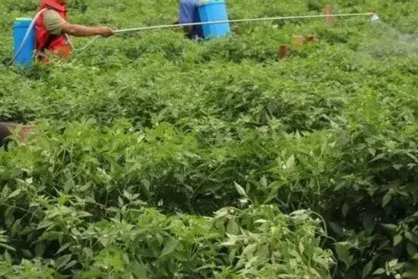 辣椒地怎么除草，生长期除草用吡氟氯禾灵乳油