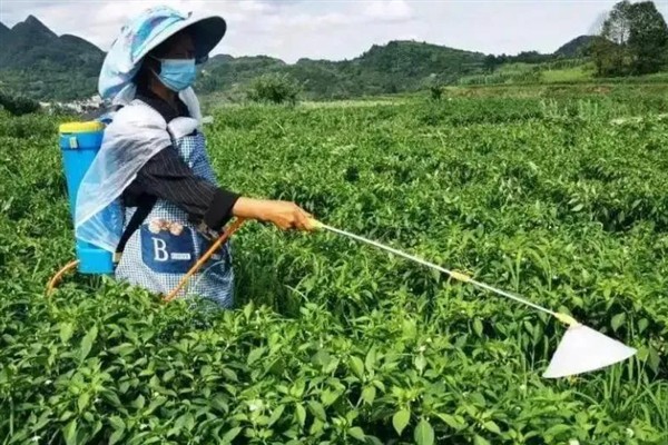 辣椒地怎么除草，生长期除草用吡氟氯禾灵乳油