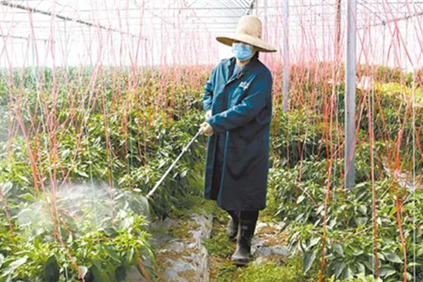 辣椒地怎么除草，生长期除草用吡氟氯禾灵乳油