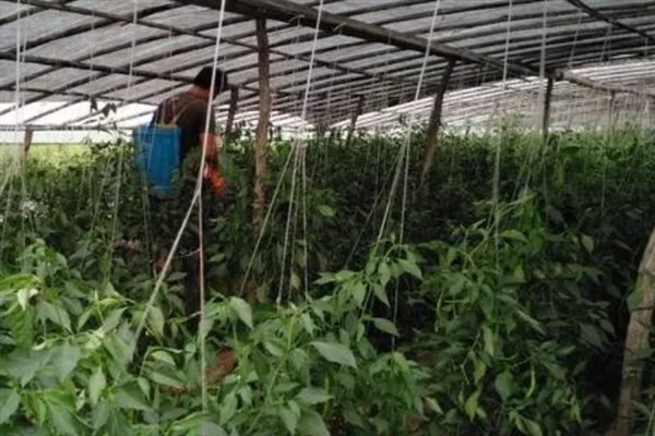 辣椒地怎么除草，生长期除草用吡氟氯禾灵乳油