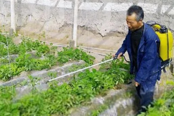 辣椒地怎么除草，生长期除草用吡氟氯禾灵乳油
