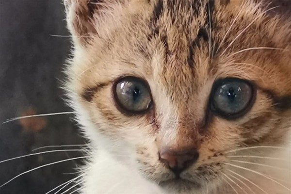 猫瞳孔为什么会变大变小，会因为不同的心情而改变