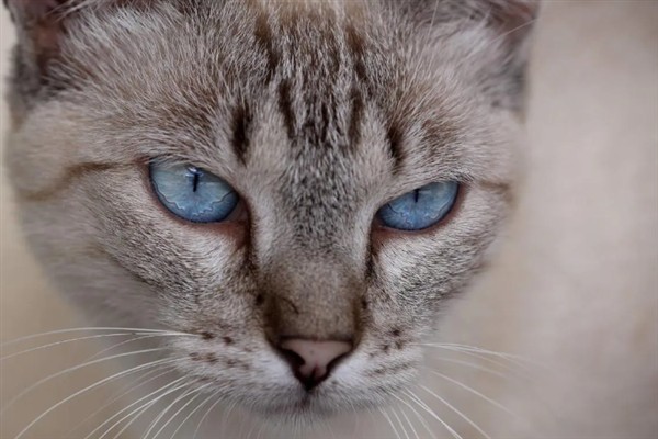 猫瞳孔为什么会变大变小，会因为不同的心情而改变