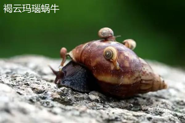 蜗牛在农业生产上是什么，是害虫