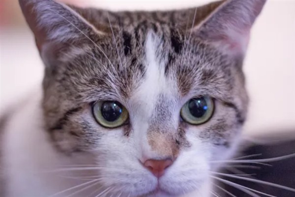 猫瞳孔为什么会变大变小，会因为不同的心情而改变