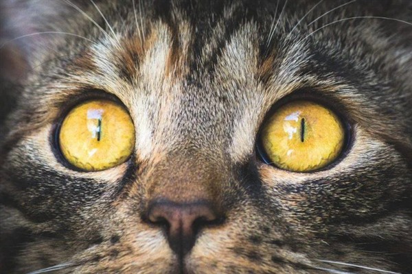 猫瞳孔为什么会变大变小，会因为不同的心情而改变