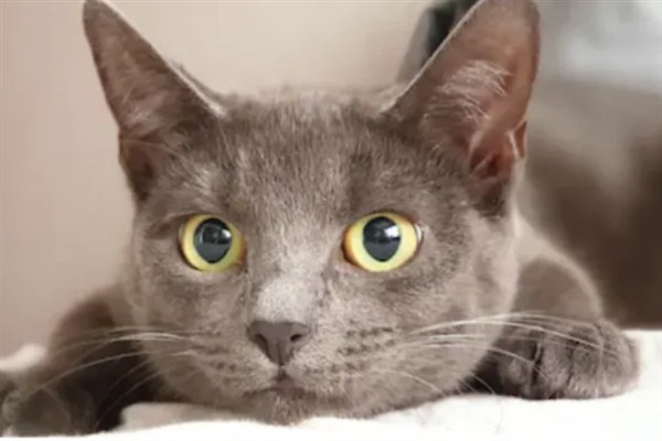 猫瞳孔为什么会变大变小，会因为不同的心情而改变