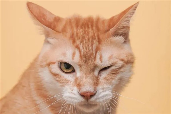 猫瞳孔为什么会变大变小，会因为不同的心情而改变