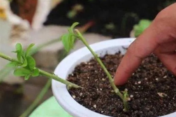 茉莉花什么时候换盆，3-4月份和冬季休眠期均可更换