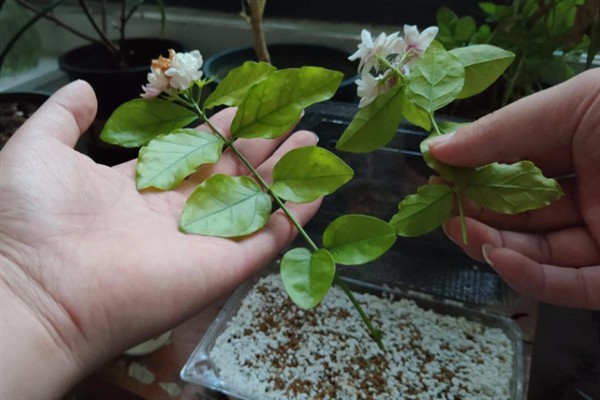 茉莉花什么时候换盆，3-4月份和冬季休眠期均可更换