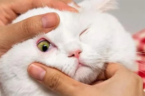 预防猫咪脂肪肝的方法，控制饮食是有效措施