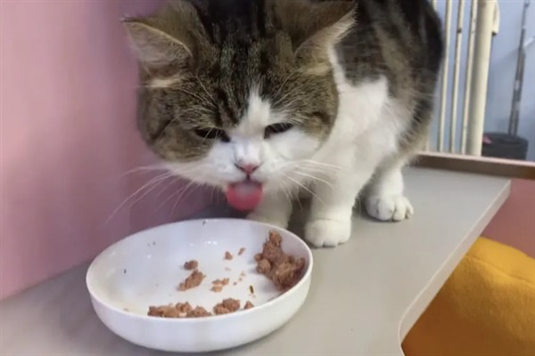 预防猫咪脂肪肝的方法，控制饮食是有效措施