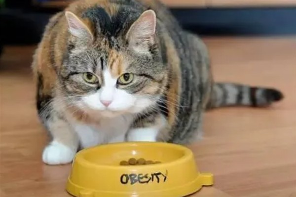 预防猫咪脂肪肝的方法，控制饮食是有效措施