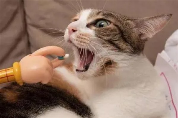 预防猫咪脂肪肝的方法，控制饮食是有效措施