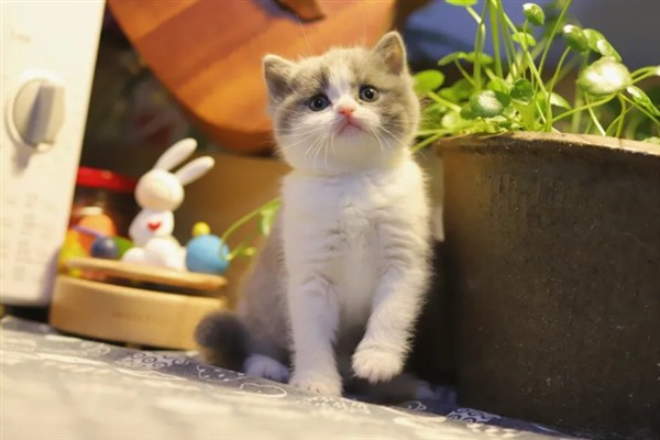 预防猫咪脂肪肝的方法，控制饮食是有效措施