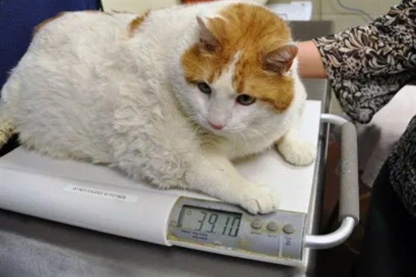 预防猫咪脂肪肝的方法，控制饮食是有效措施