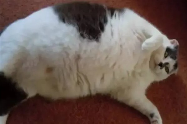 预防猫咪脂肪肝的方法，控制饮食是有效措施