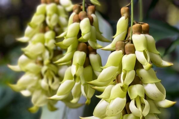 禾雀花的花语是什么，寓意欢快、快乐、坚韧顽强等